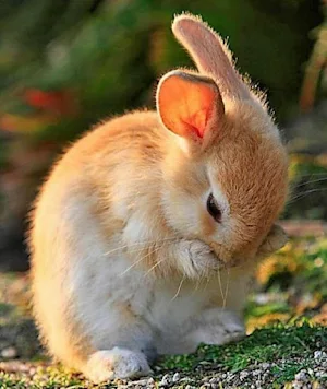 Little Bunnies Screenshot 2