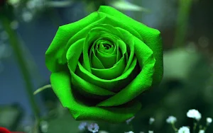 Rose Wallpaper HD Screenshot 0