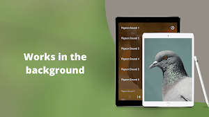 Pigeon Sounds - Pigeon Hunting Calls Screenshot 2