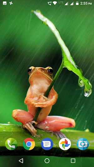 Frog Wallpaper Screenshot 1