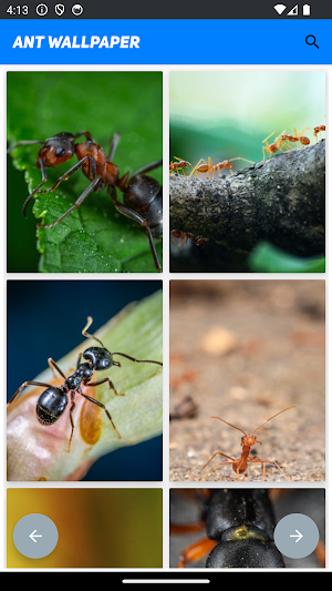 Ant Wallpaper Screenshot 1