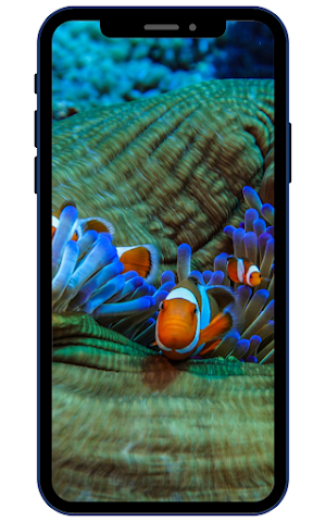 Clownfish Wallpaper HD Screenshot 3