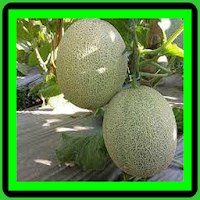 how to plant melons