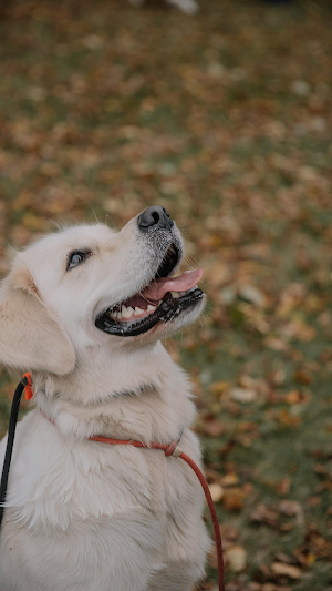 Goledenretriever Wallpaper HD Screenshot 0