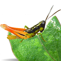 Grasshoppers of the Western US