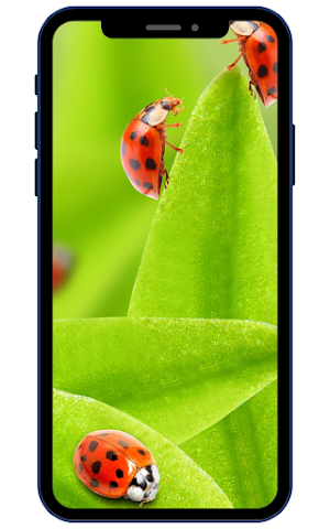 Ladybug Wallpapers Screenshot 1