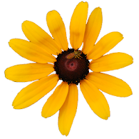 Maryland Wildflowers