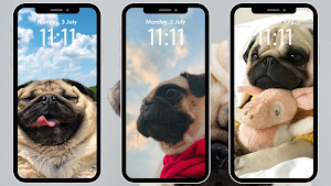 Pug Wallpapers 4K Screenshot 1