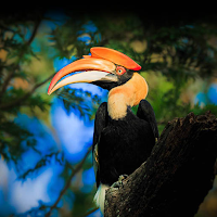 Parambikulam Tiger Reserve