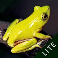 Frogs of Southern Africa LITE