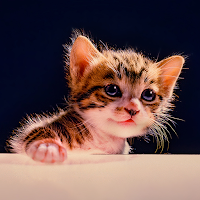 Prowling Kitty Theme +HOME
