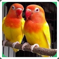 Caring for lovebird birds