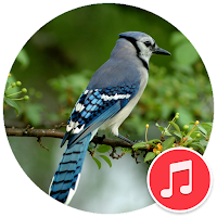 Blue Jay Sounds