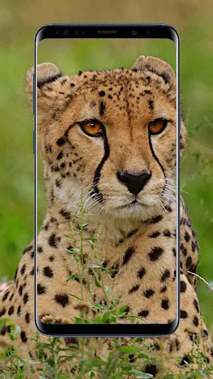 Cheetah Wallpapers Screenshot 0