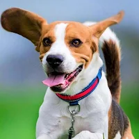 Beagle Dog Wallpapers