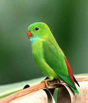Animal Wallpaper 4K Screenshot 3