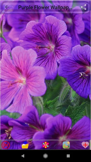 Purple Flower Wallpapers Screenshot 1