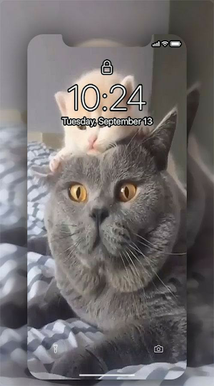 MIAW UHD Wallpaper Screenshot 0