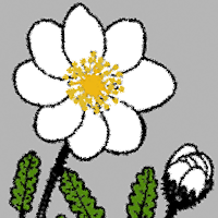NT Wildflowers