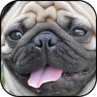 Pug wallpapers