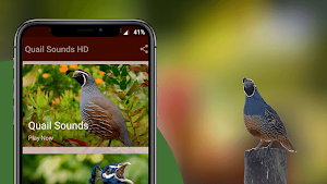 Quail Sounds - Quail Bird Calls Screenshot 1