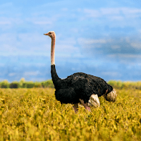 Ostrich and Emu Sounds