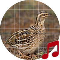 Rain quail bird Sounds ~ Sboard.pro