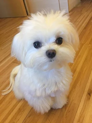 Maltese Dog Wallpapers Screenshot 0