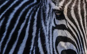 Zebra wallpapers Screenshot 2