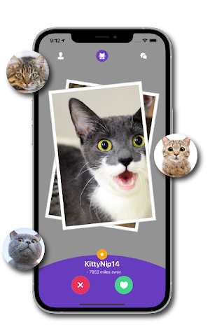 Kitty Nip - Cat Dating App Screenshot 3