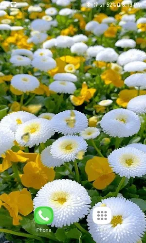 White Flowers Butterfly LWP Screenshot 2
