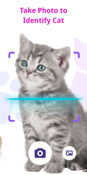 Cat Recognition by Photo Screenshot 1