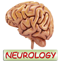 Human Anatomy. Neurology