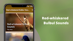 Red-whiskered Bulbul Sounds Screenshot 0