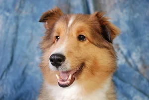 Cute dogs wallpapers Screenshot 1