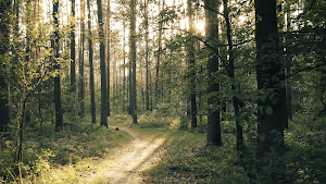Nature Forest Screensaver Screenshot 3