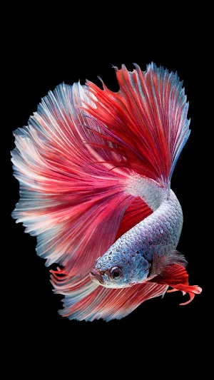 Fishy Wallpaper Screenshot 1
