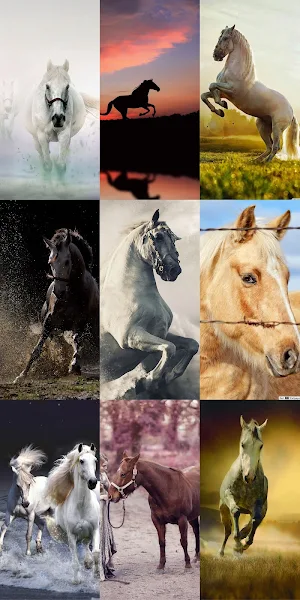 Horse Wallpapers HD Screenshot 3