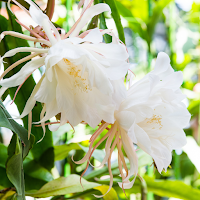 Epiphyllum Wallpapers