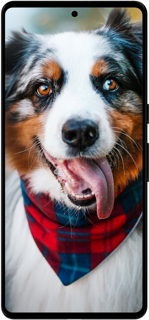 Australian Shepherd Wallpapers Screenshot 0