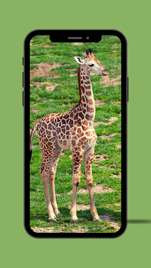 Giraffe Ringtone Screenshot 2