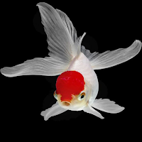 Aesthetic Goldfish Wallpaper