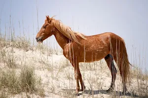 Wild horse wallpapers Screenshot 0