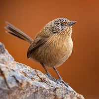 Bird Wallpapers