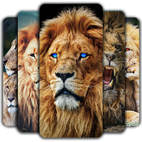 Lion Wallpaper 🦁