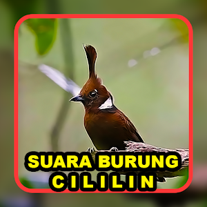 Suara Masteran Burung Cililin Screenshot 3