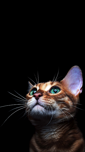 Cat Wallpapers 2022 Screenshot 3