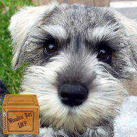 schnauzer wallpaper
