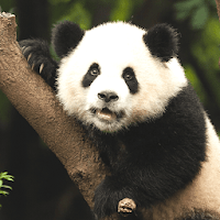 Panda Sounds