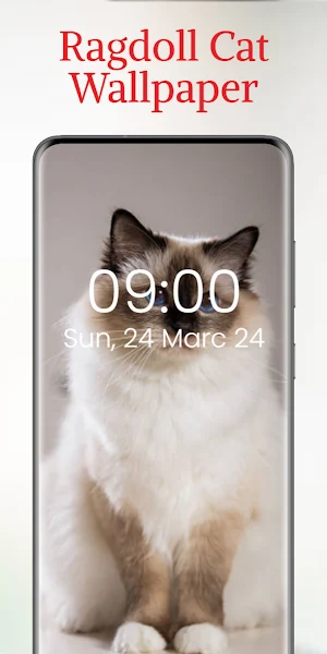 Ragdoll Cat Wallpaper Screenshot 2